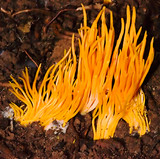 Clavulinopsis amoena image