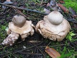 Geastrum triplex image