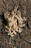 Clavulina coralloides image
