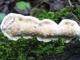 Byssomerulius corium image