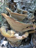 Fuscoporia torulosa image