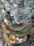 Fuscoporia torulosa image