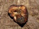 Setchelliogaster tenuipes image