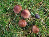 Panaeolus acuminatus image