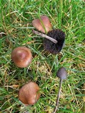 Panaeolus acuminatus image