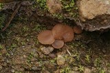 Discinella boudieri image