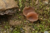 Discinella boudieri image