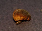 Setchelliogaster tenuipes image