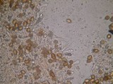 Setchelliogaster tenuipes image
