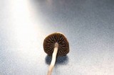 Panaeolus olivaceus image