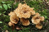 Gomphus kauffmanii image