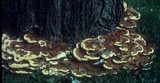 Ganoderma sessile image