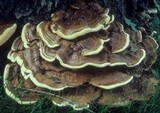 Ganoderma sessile image