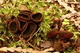 Plectania melastoma image