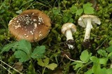 Amanita pantherinoides image