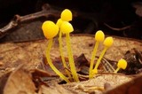 Mycena oregonensis image