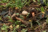 Tulostoma fimbriatum image