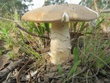 Amanita luteolovelata image