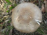 Amanita luteolovelata image