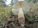 Amanita luteolovelata image