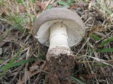 Amanita luteolovelata image