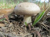 Amanita luteolovelata image