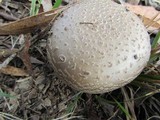 Amanita luteolovelata image