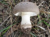 Amanita luteolovelata image
