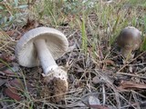 Amanita punctata image