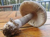 Amanita punctata image