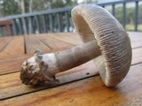 Amanita punctata image