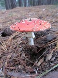 Amanita muscaria subsp. muscaria image