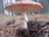 Amanita muscaria subsp. muscaria image