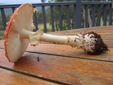 Amanita muscaria subsp. muscaria image