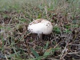 Amanita roseolamellata image