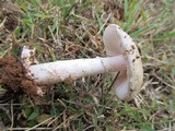 Amanita roseolamellata image
