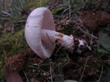 Amanita roseolamellata image