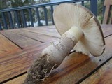 Amanita luteolovelata image