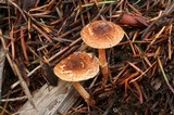 Lepiota boudieri image