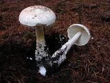 Amanita smithiana image