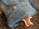 Peziza domiciliana image