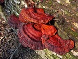 Ganoderma resinaceum image