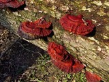Ganoderma resinaceum image