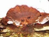 Ganoderma resinaceum image