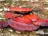 Ganoderma resinaceum image