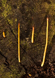 Macrotyphula fistulosa var. fistulosa image