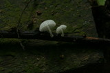 Marasmiellus volvatus image