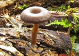 Arrhenia epichysium image