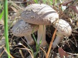 Amanita luteolovelata image