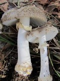 Amanita luteolovelata image